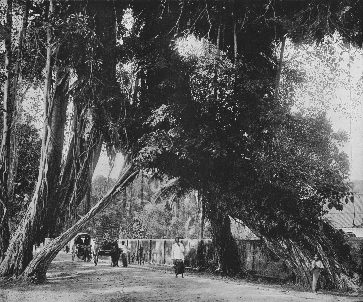 Banyan Tree Kalutarában, 1890, 1910 alkotó: Alfred William Amandus Plate