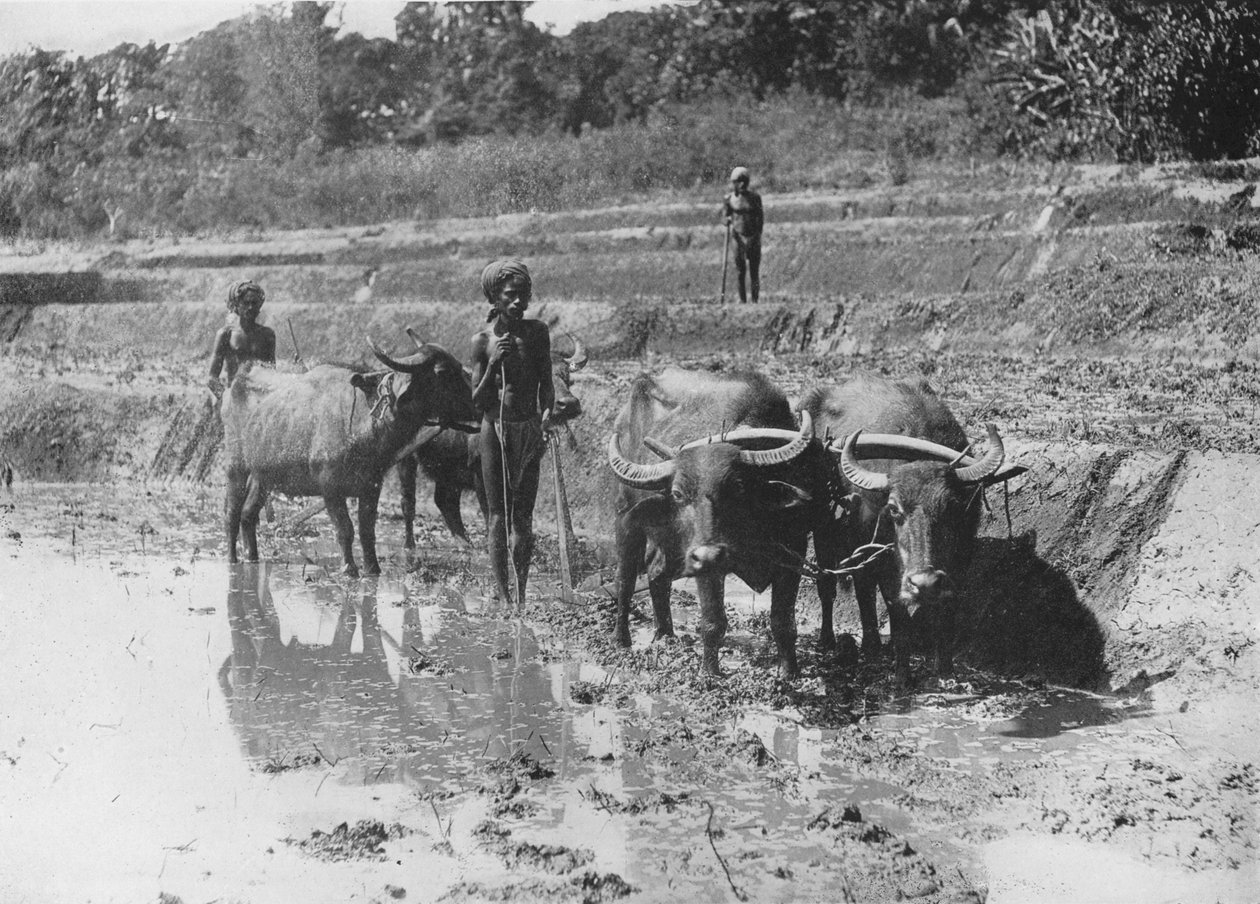 Buffaloes Plowing Paddy Fields, c1890, 1910 alkotó: Alfred William Amandus Plate