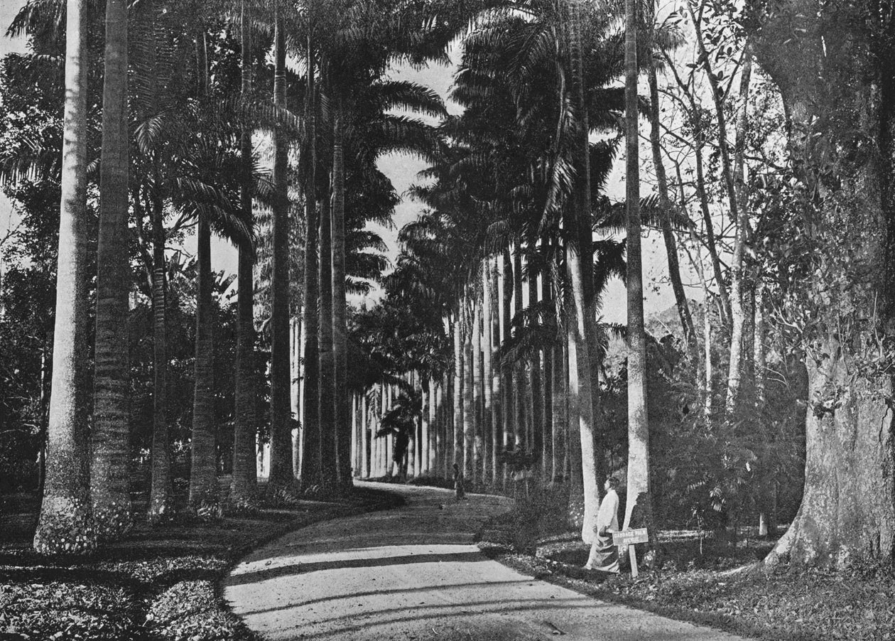 Káposzta pálma a Peradeniya Gardensben, 1890, 1910 alkotó: Alfred William Amandus Plate