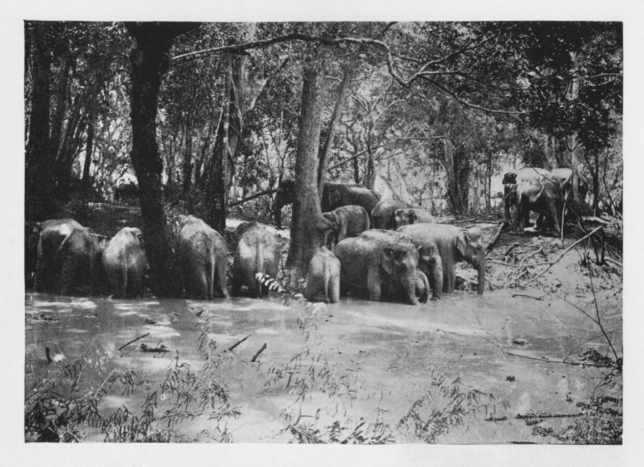 Elephant Kraaling Ceylonban a Stockade belsejében lévő víznyelőnél, 1890, 1910 alkotó: Alfred William Amandus Plate