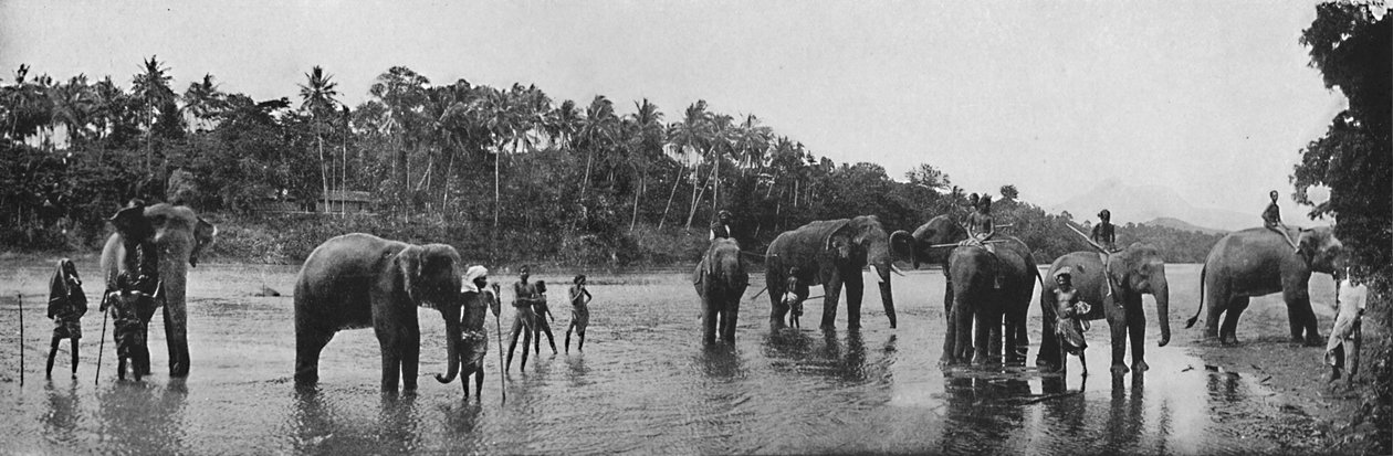 Kandy. A templom szent elefántjai, fürdőzés, 1890, 1910 alkotó: Alfred William Amandus Plate