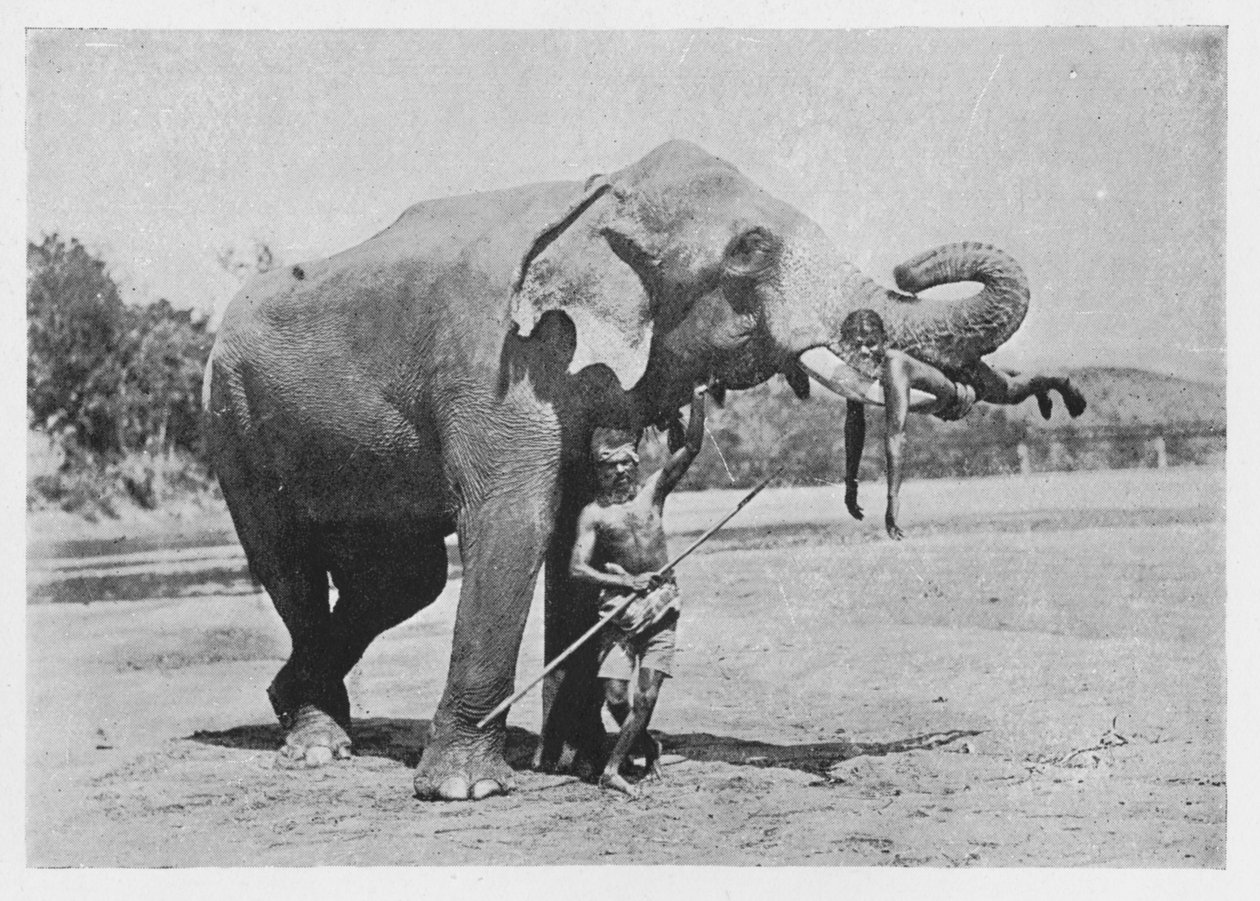 Maligawa Elefánt és Mahouts, 1890, 1910 alkotó: Alfred William Amandus Plate