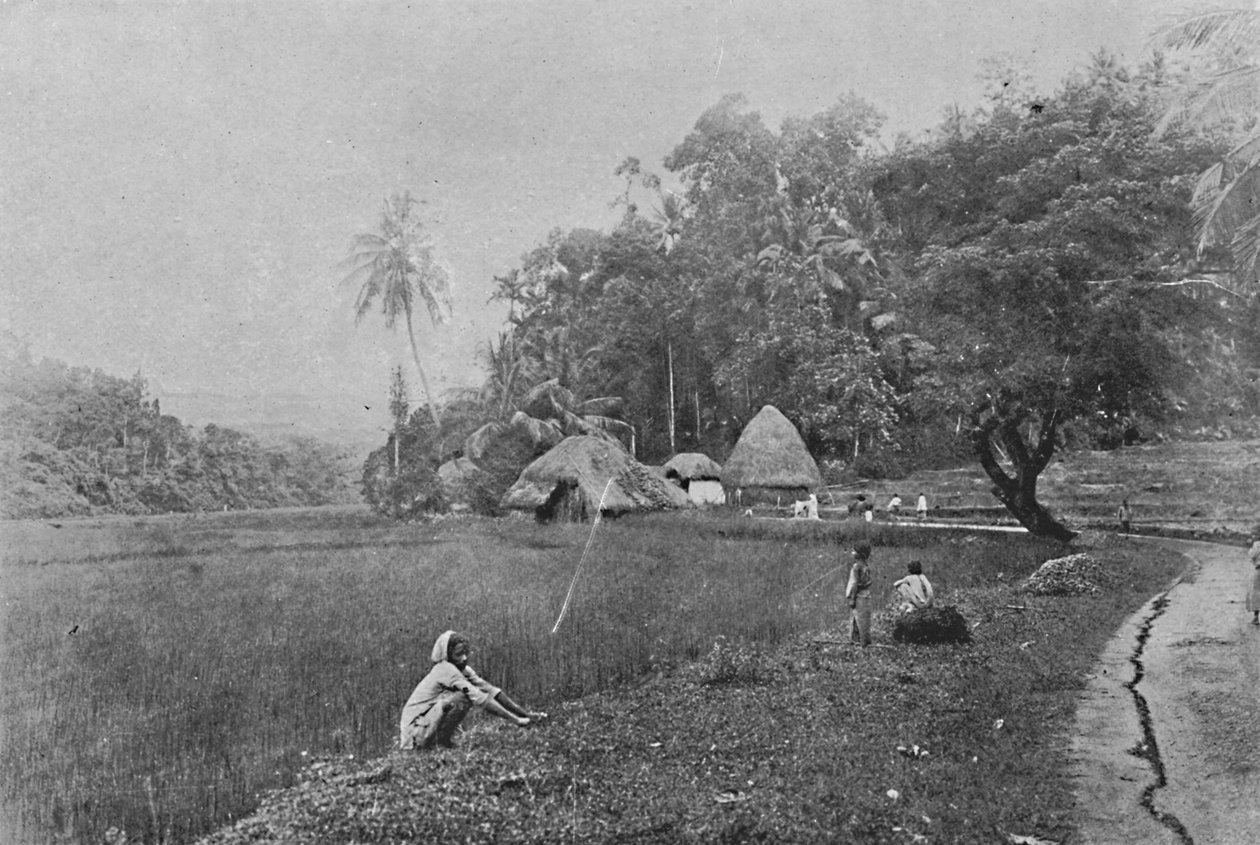 Paddy Field Gampola közelében, 1890, 1910 alkotó: Alfred William Amandus Plate