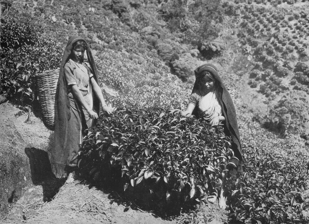 Pluckers on Tea Estate, Ceylon, 1890, 1910 alkotó: Alfred William Amandus Plate