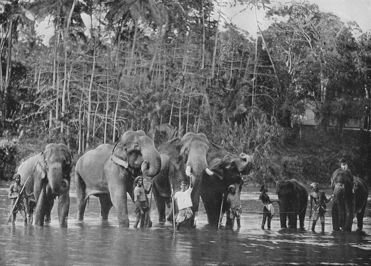Szent elefántok fürdőznek a Mahaweli Gangában Katugastotában, 1890, 1910 alkotó: Alfred William Amandus Plate