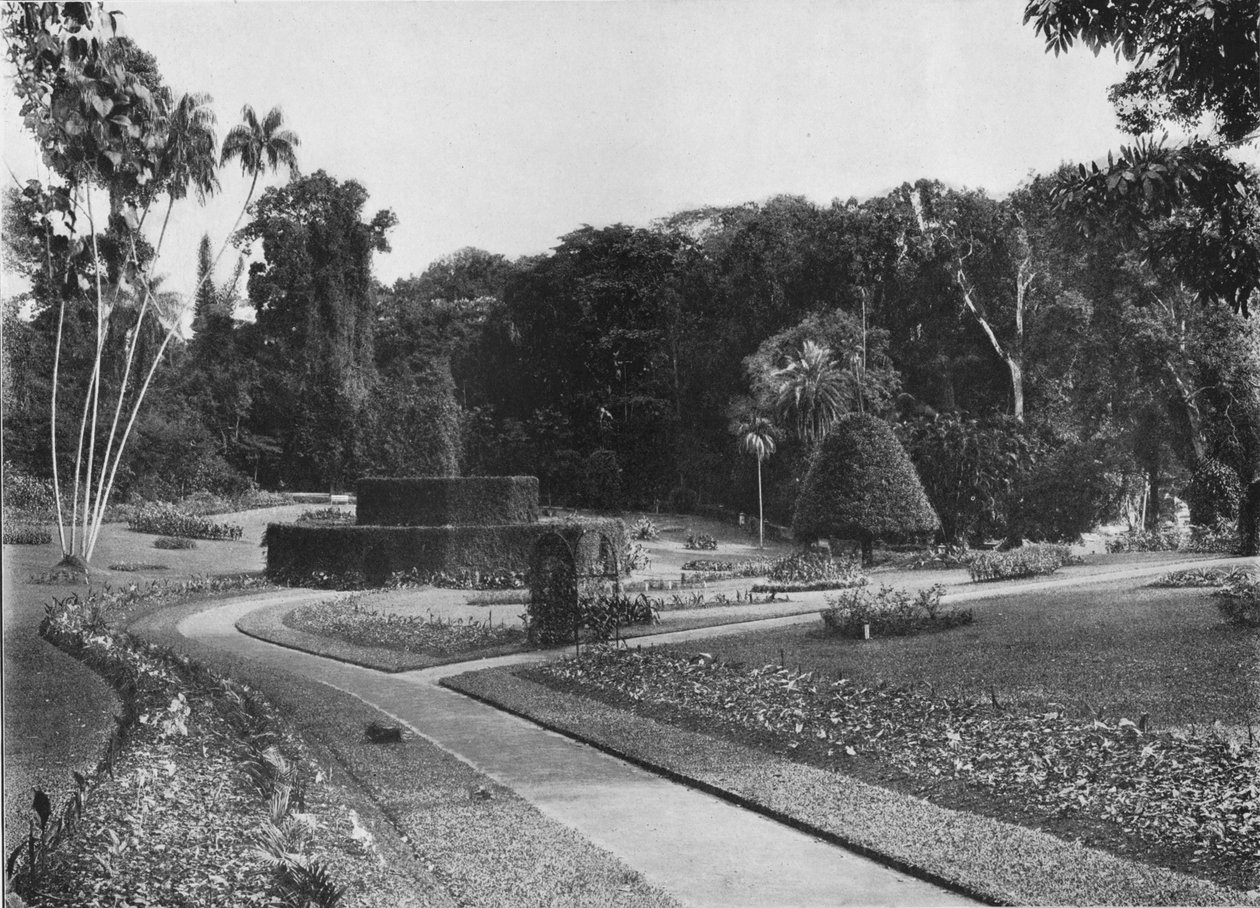 A Fernery, Peradeniya Gardens, Ceylon, 1890 1910 alkotó: Alfred William Amandus Plate
