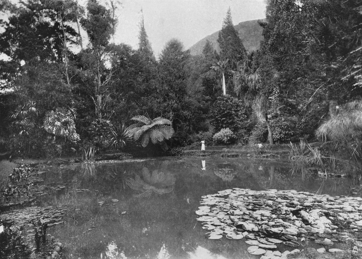 The Lotus Pond, Hakgalla Gardens, Nuwara Eliya, 1890, 1910 alkotó: Alfred William Amandus Plate