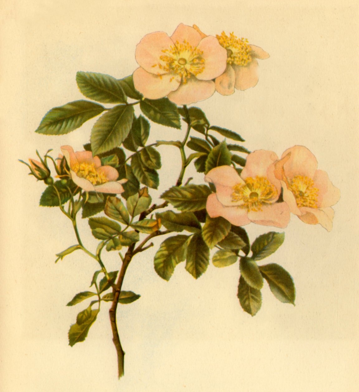 „Dog Rose”, 1890-1908, 1944. alkotó: Alfred William Parsons