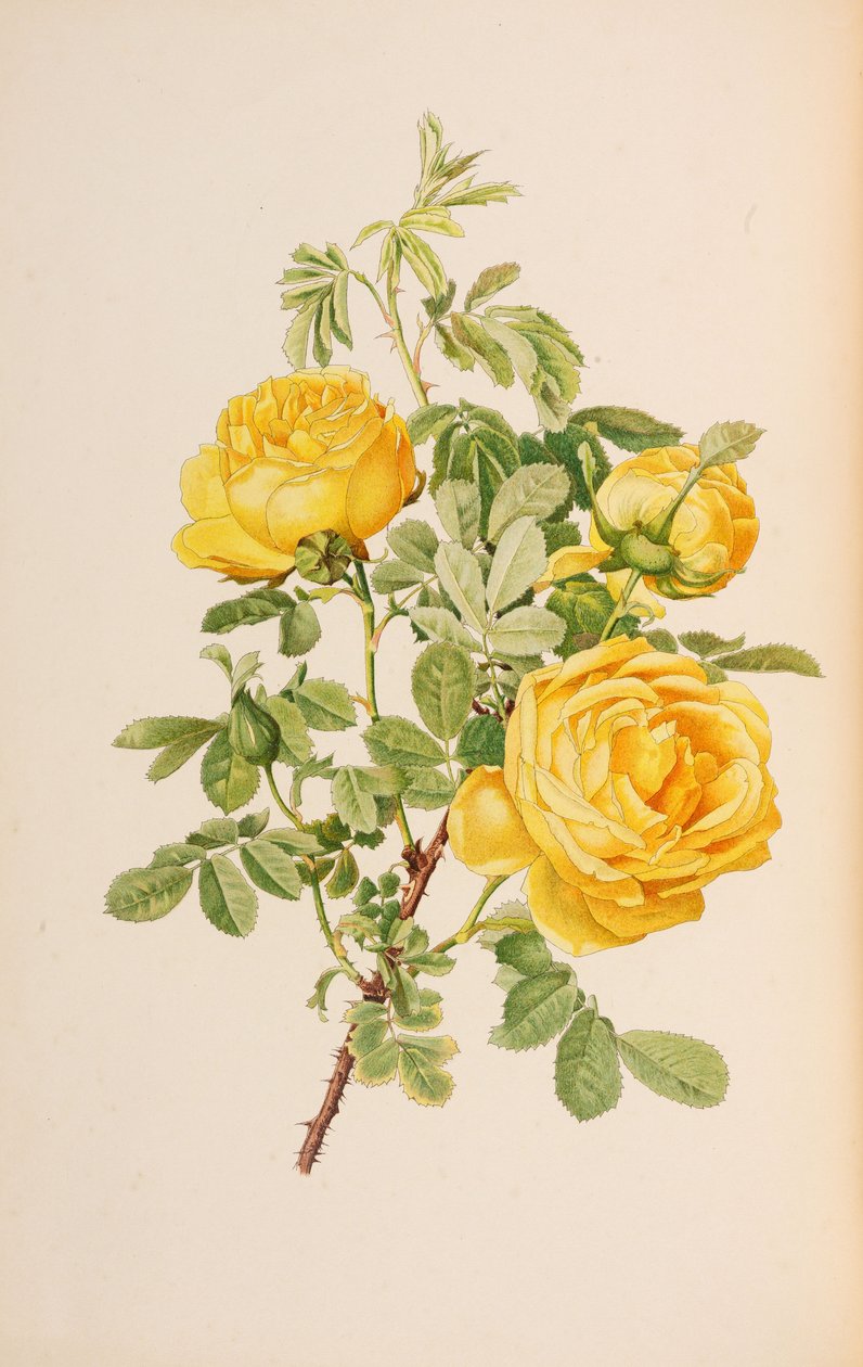 Illusztráció: Ellen Willmott: The genus rosa, 1914. alkotó: Alfred William Parsons