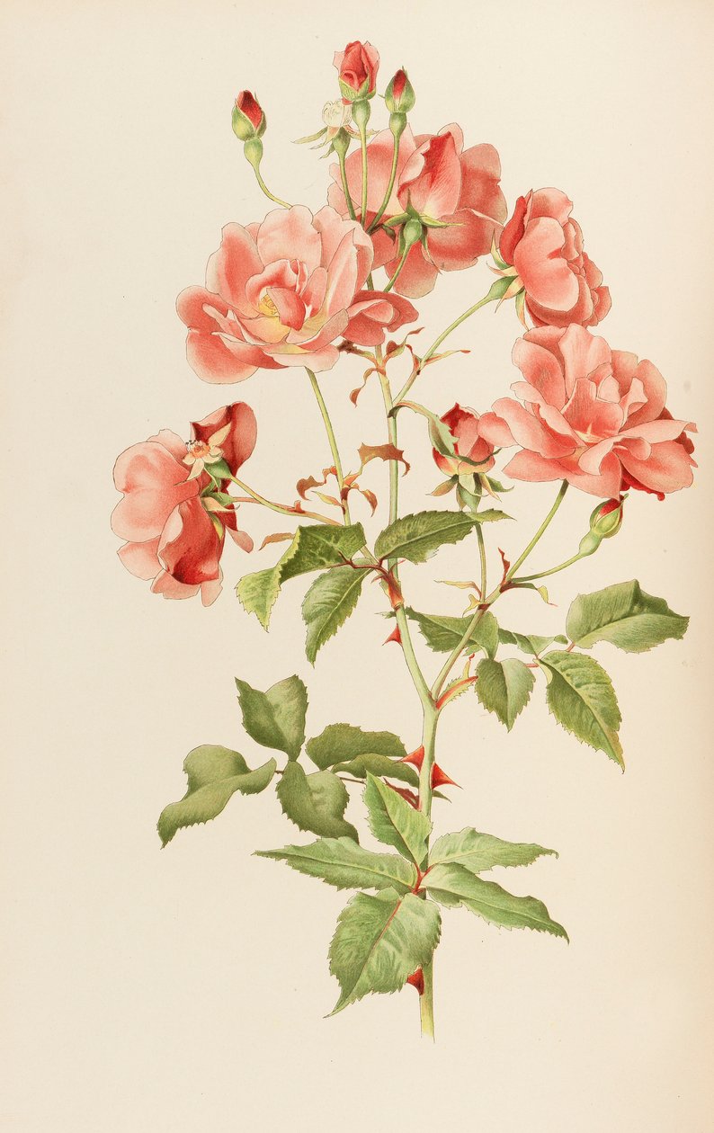 Illusztráció: Ellen Willmott: The genus rosa, 1914. alkotó: Alfred William Parsons