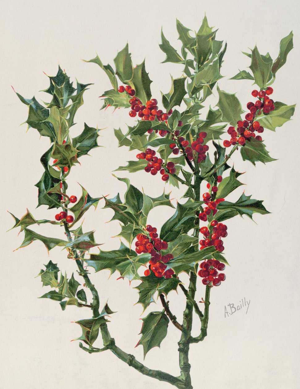 Holly, illusztráció az Encyclopédie Artistique et Documentaire de la Plante-ból, Párizsban megjelent, 1904-08 chromolitho alkotó: Alice Bailly