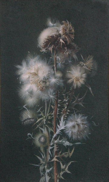 Thistledown (akvarell, papír) alkotó: Alice Gray