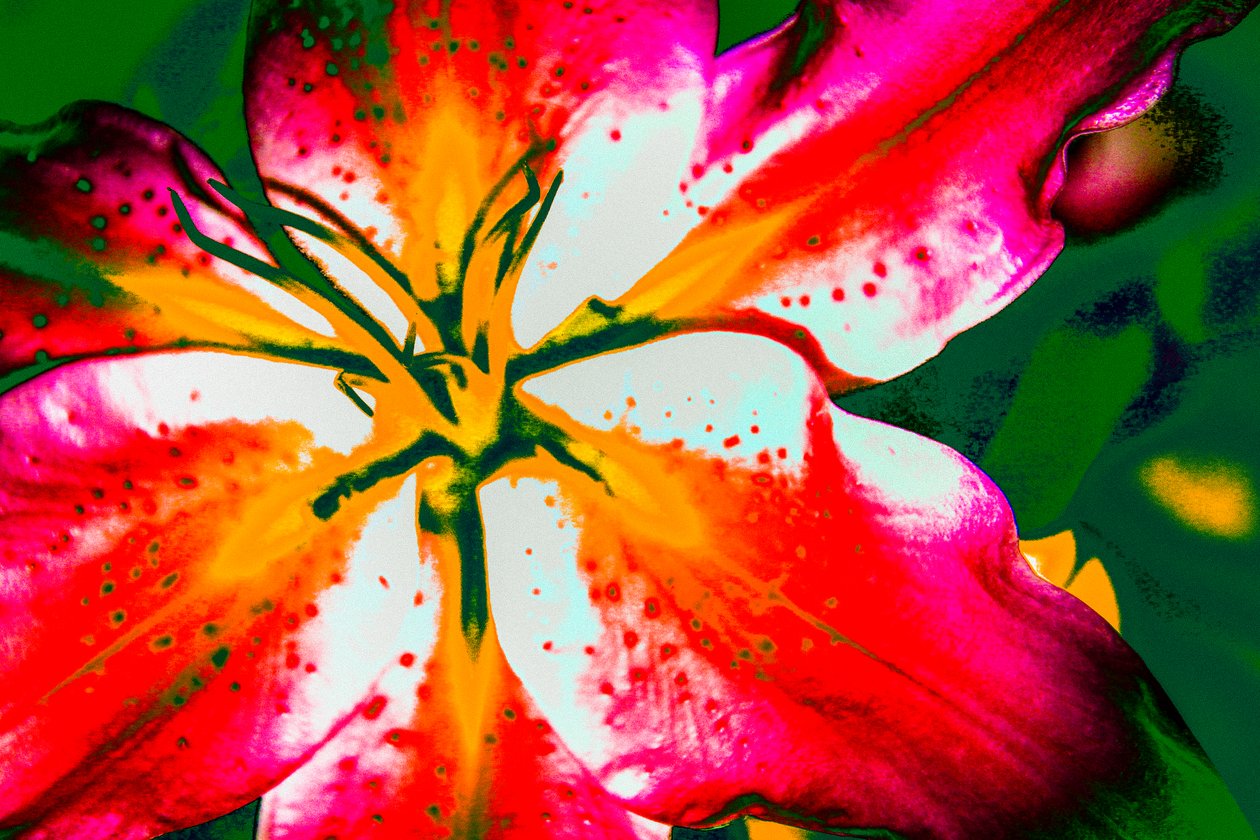 California Lily, 2016 (kézzel átfestett fotó) alkotó: Alice Gur Arie