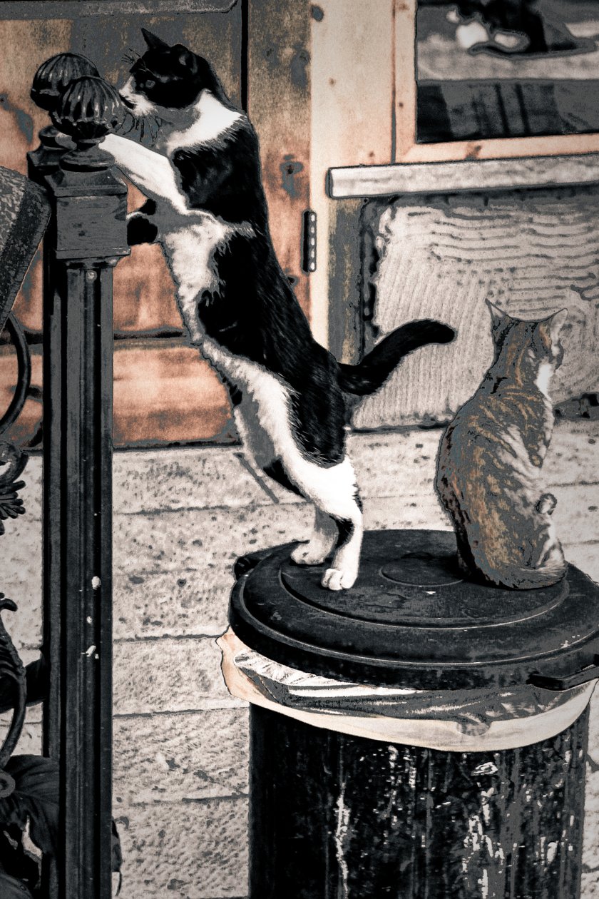 Curiosity, 2017 (fotó) alkotó: Alice Gur Arie