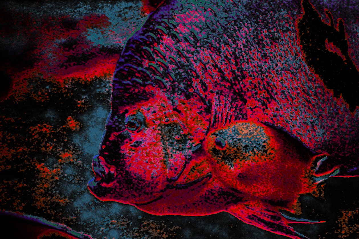 Fingerling, 2018 (kézzel átfestett fotó) alkotó: Alice Gur-Arie
