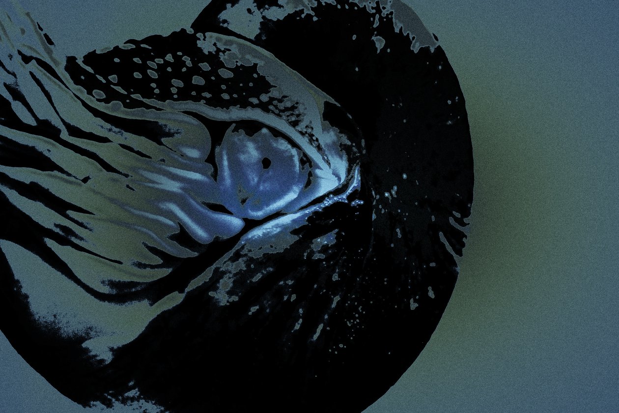 Nautilus, 2018 (kézzel átfestett fotó) alkotó: Alice Gur Arie