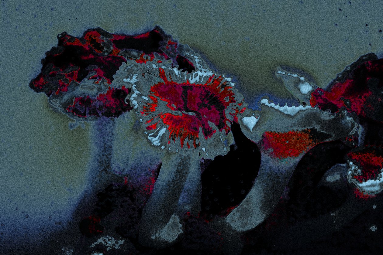 Sea Anemone, 2018 (kézzel átfestett fotó) alkotó: Alice Gur-Arie