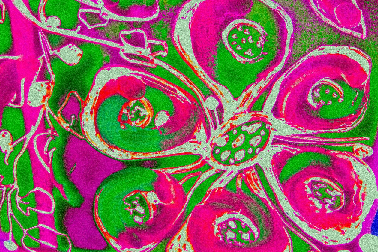Six Senses of Joy, 2015 (kézzel átfestett fotó) alkotó: Alice Gur Arie