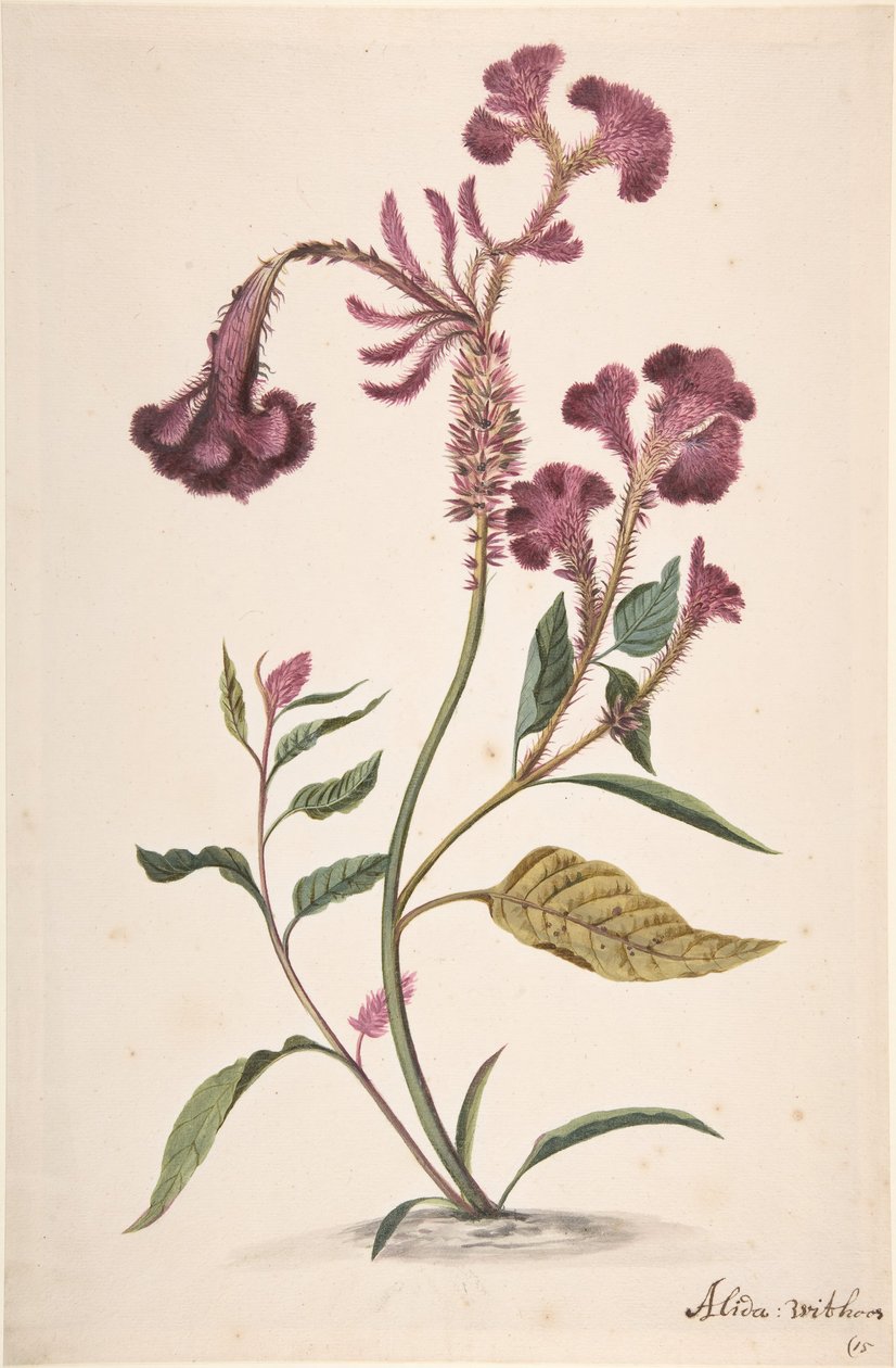Egy Hanekam Celosia argentea, n.d. vizsgálata alkotó: Alida Withoos