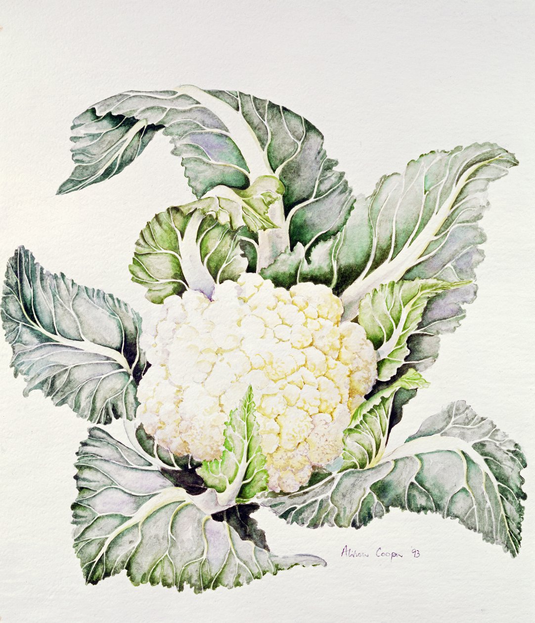 Karfiol-tanulmány, 1993 alkotó: Alison Cooper