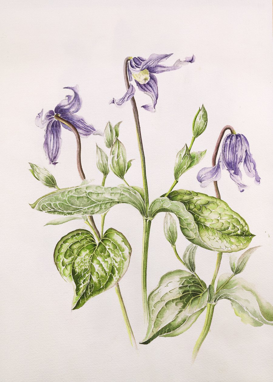 Clematis Integrifolia alkotó: Alison Cooper