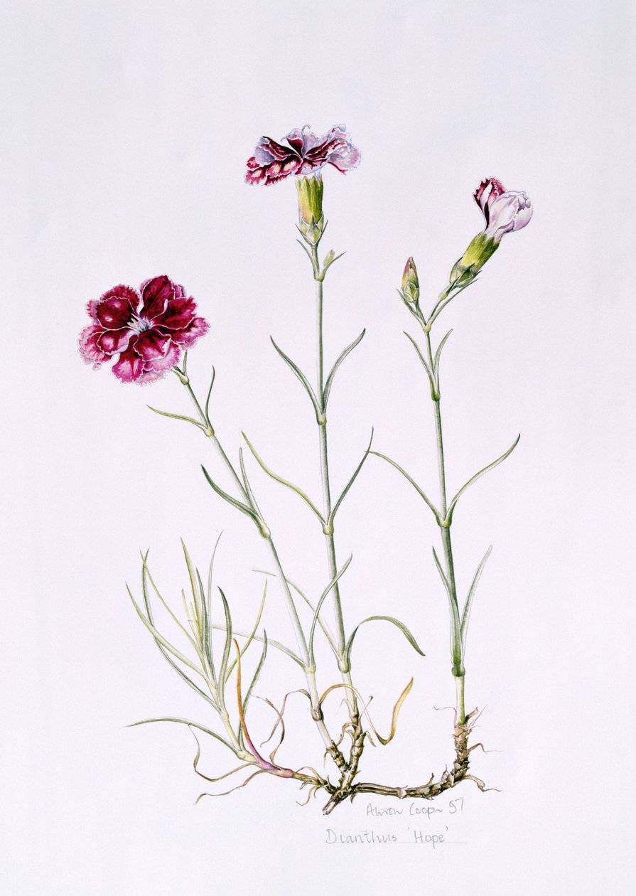 Dianthus Hope, 1997 (wc papíron) alkotó: Alison Cooper