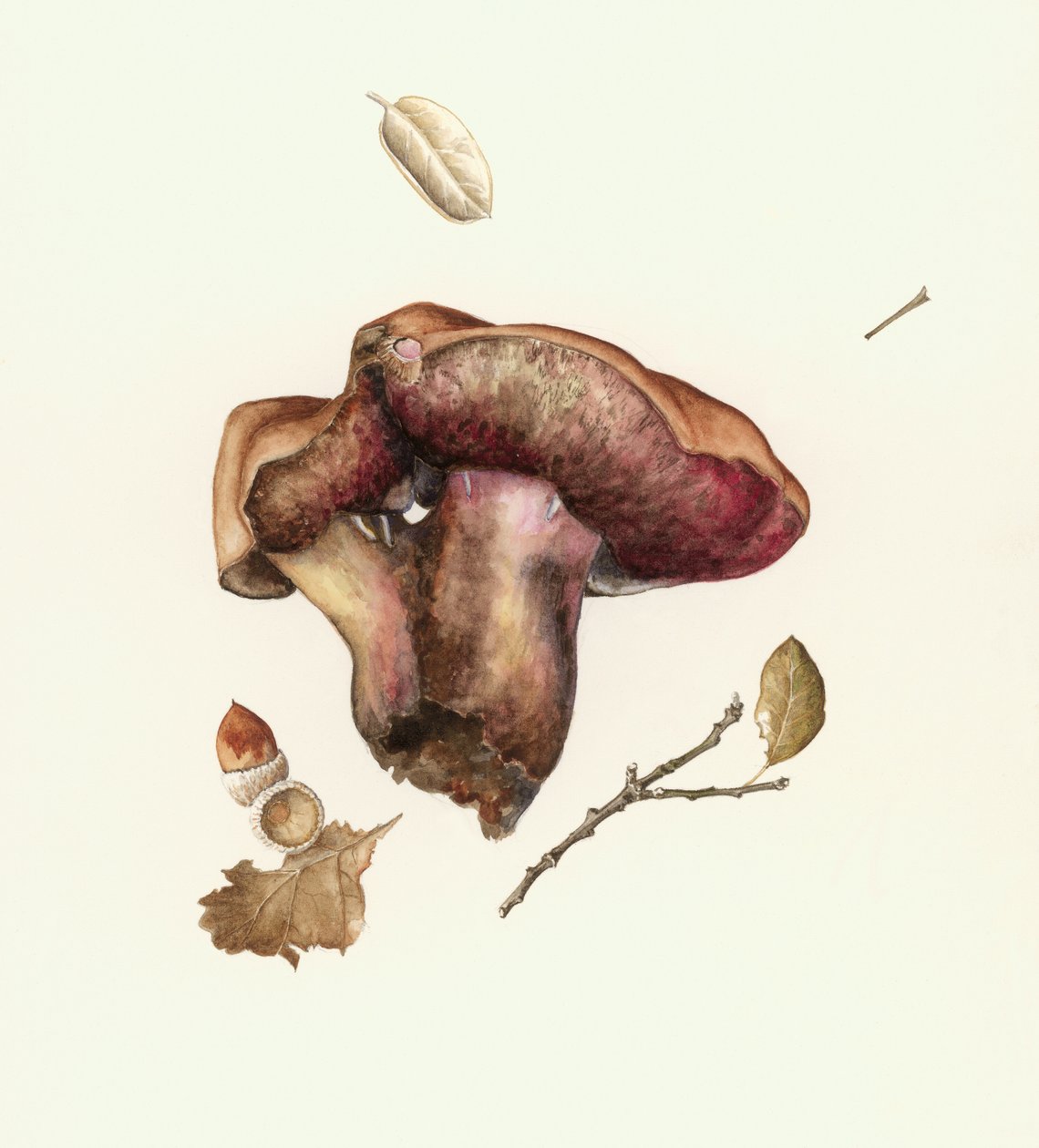 Gomba alkotó: Alison Cooper