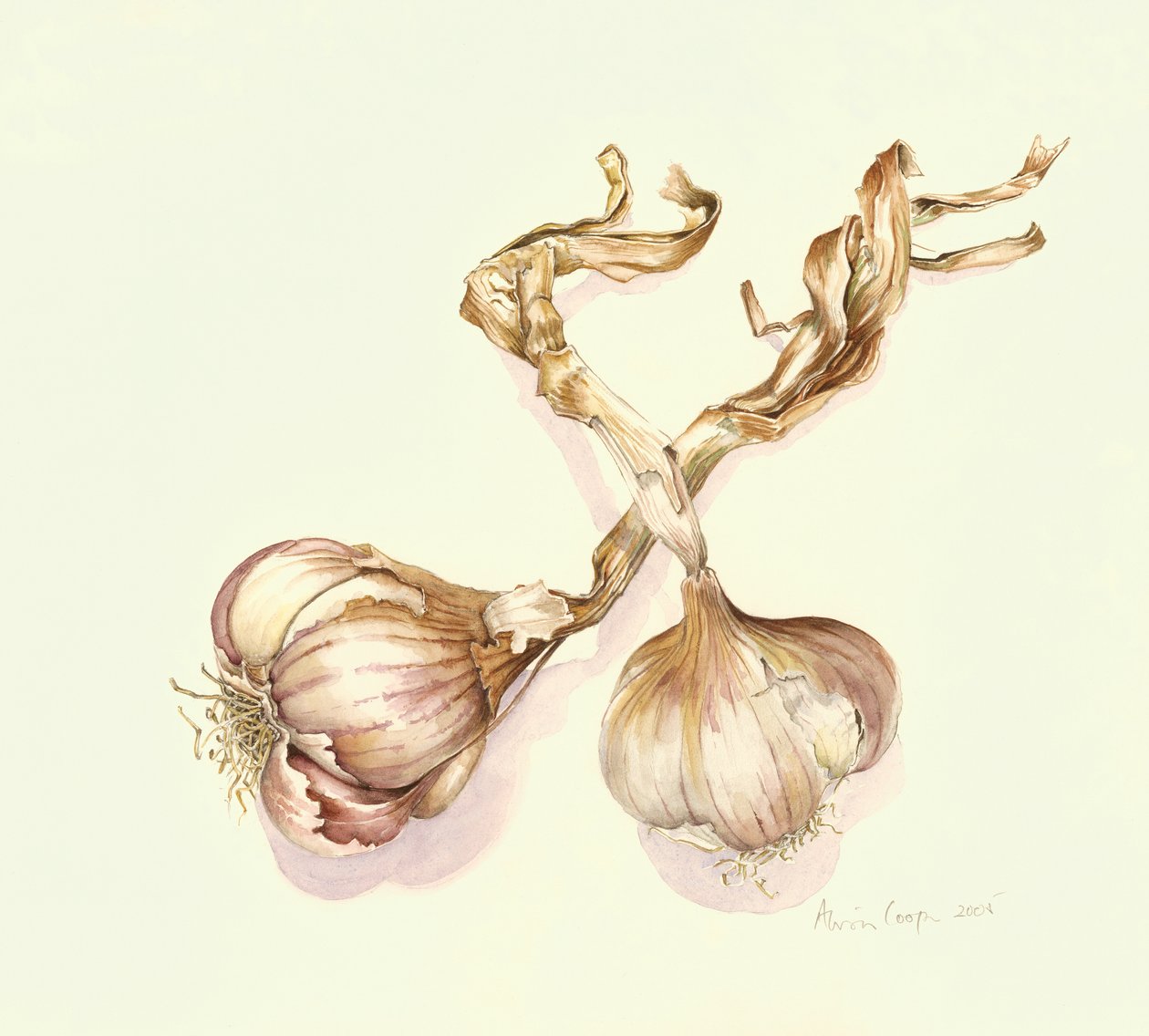 Fokhagymahagyma, 2005 alkotó: Alison Cooper