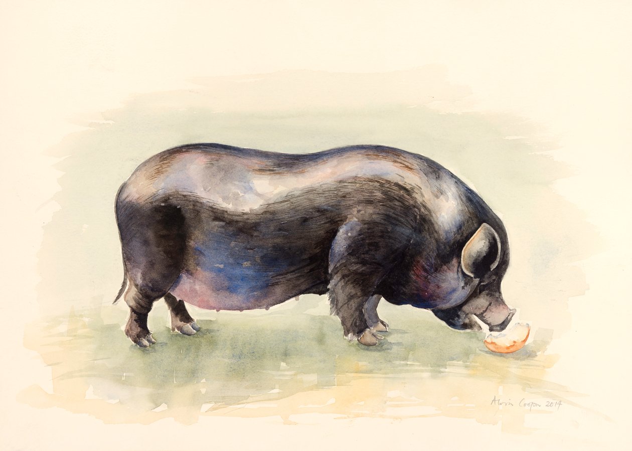Olasz fekete malac , 2014, akvarell alkotó: Alison Cooper