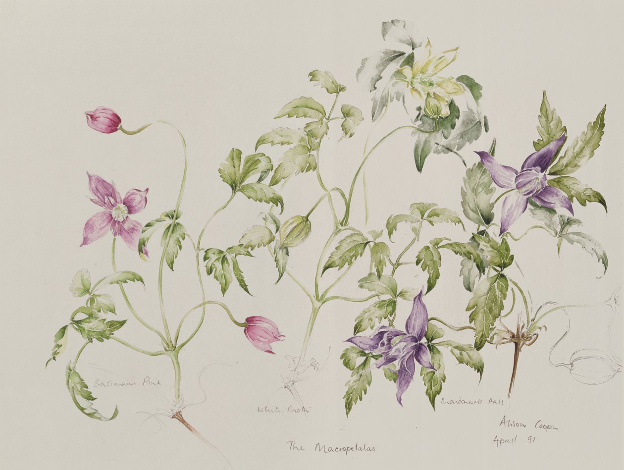 A Macropetala (qc) alkotó: Alison Cooper