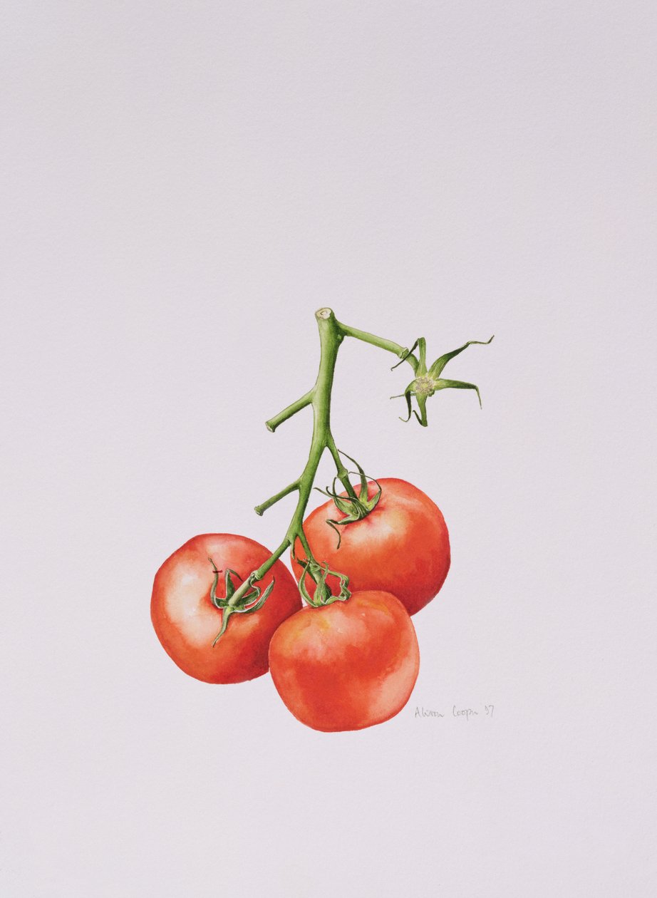 Három paradicsom a szőlőben, 1997 alkotó: Alison Cooper