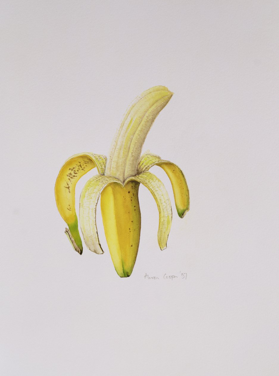 Félig hámozott banán, 1997 alkotó: Alison Cooper