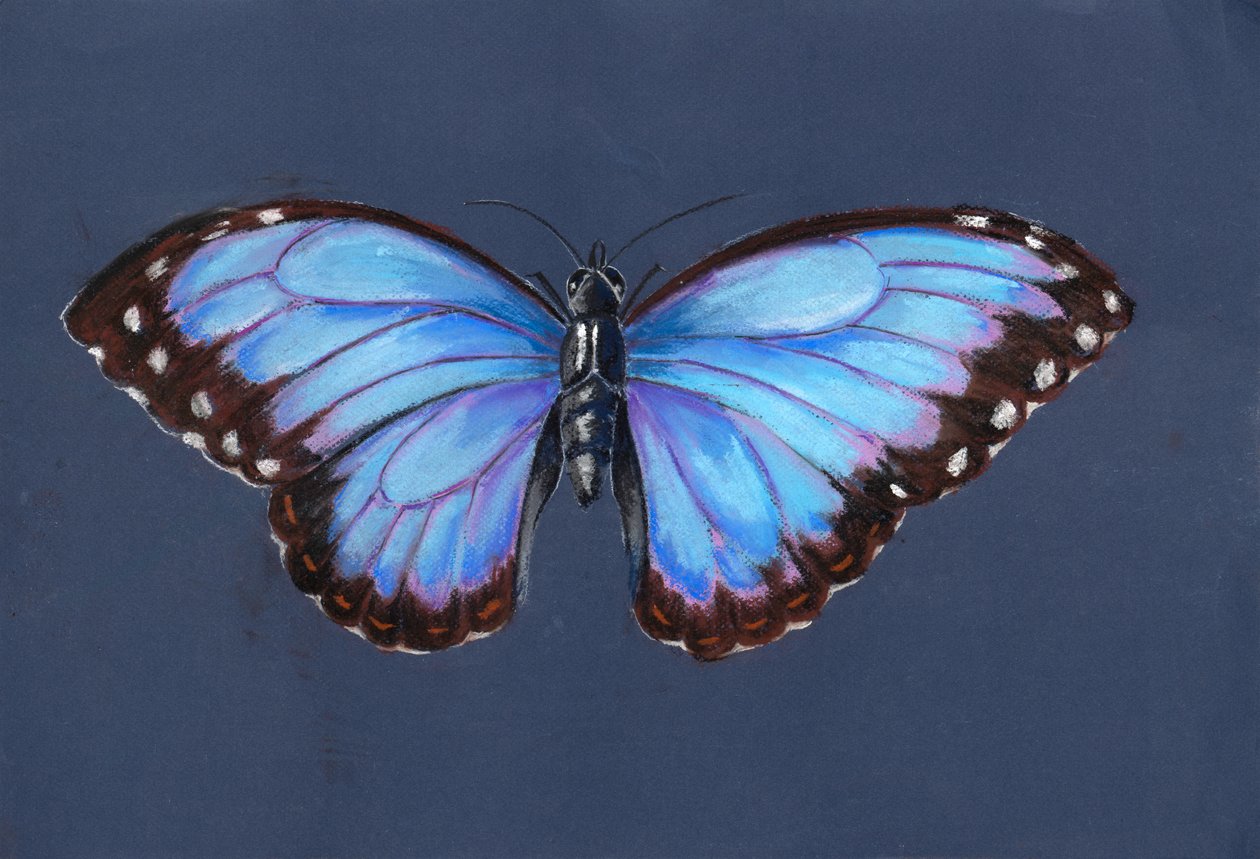 Blue Morpho Butterfly, 2019 (pasztell) alkotó: Alison Cooper