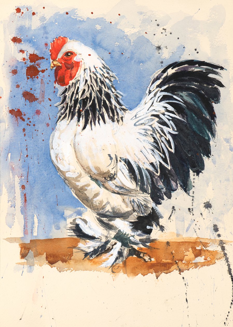 Brahma Bantam Cockerel, 2020 (akvarell) alkotó: Alison Cooper