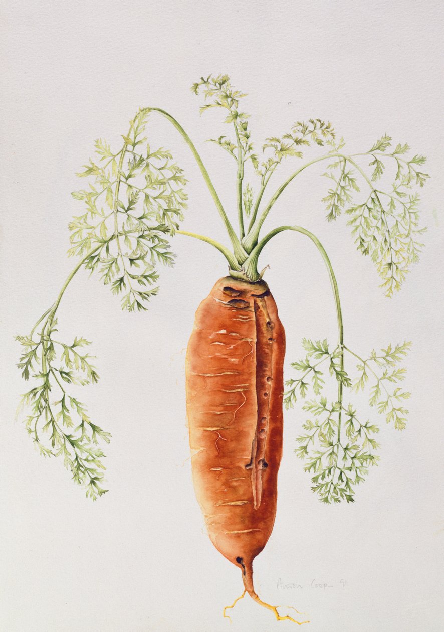 Sárgarépa a kertemből (wc) alkotó: Alison Cooper