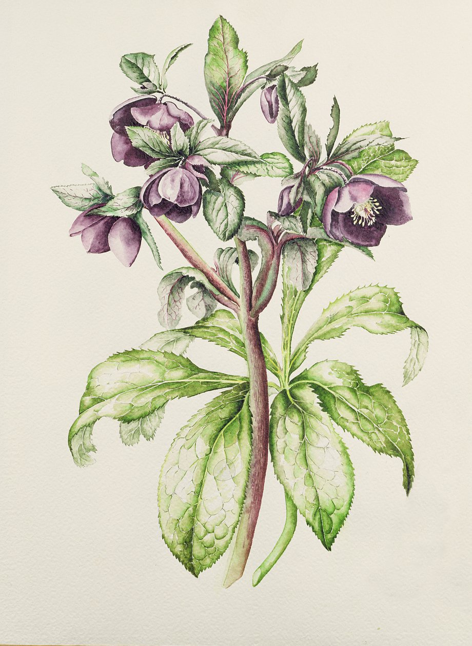 Helleborus Orientalis a Helen Ballardtól (sötétlila virágok) alkotó: Alison Cooper