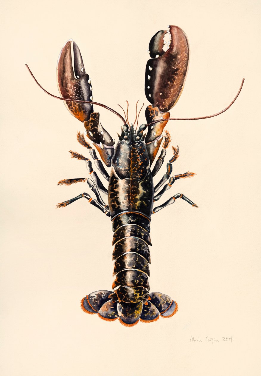 Homár Solvából, 2014, akvarell alkotó: Alison Cooper