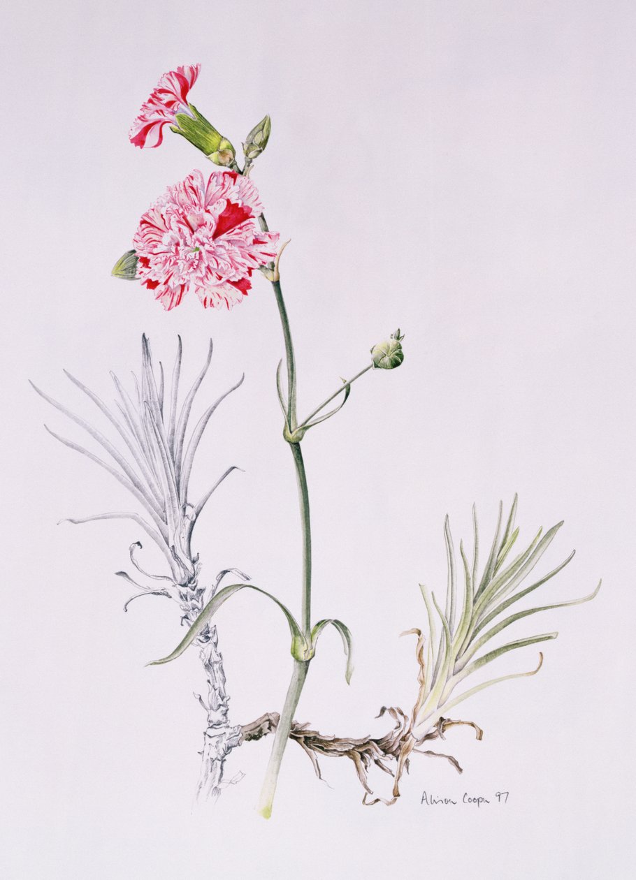 Régi Dianthus Variety, 1997 (wc papíron) alkotó: Alison Cooper
