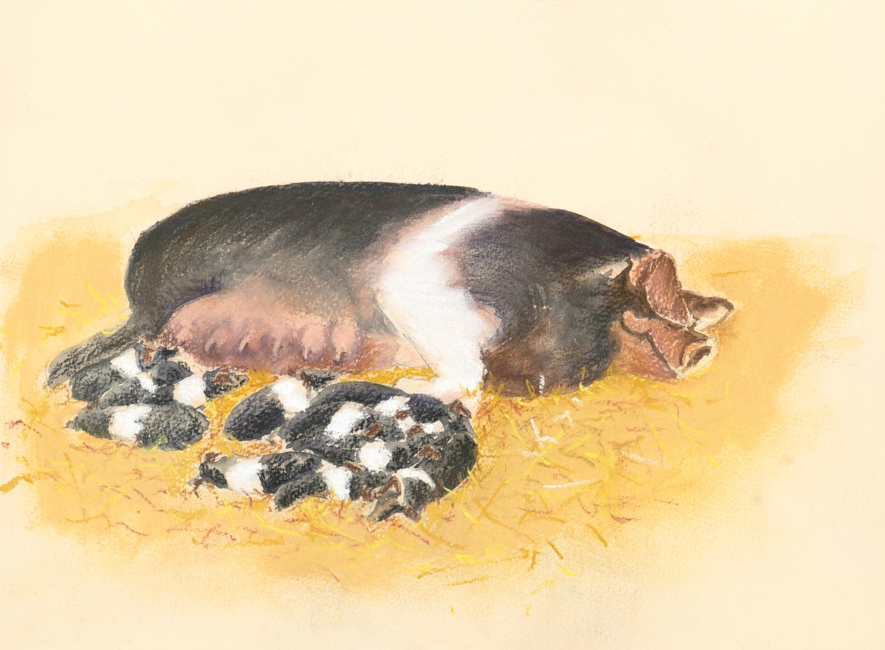 Nyerges koca és malacok, 2019 (pasztell) alkotó: Alison Cooper