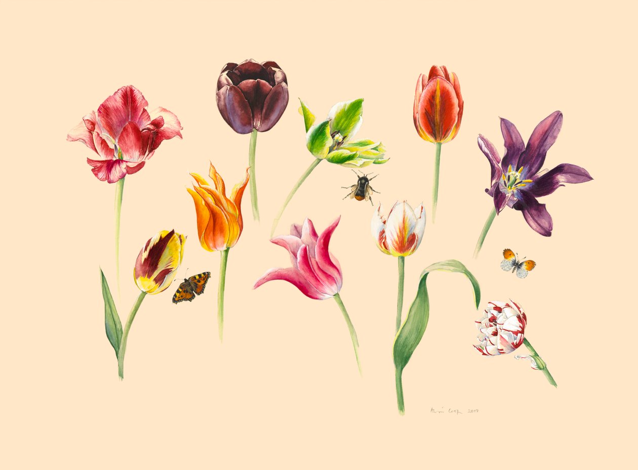 tavaszi tulipánok és rovarok alkotó: Alison Cooper