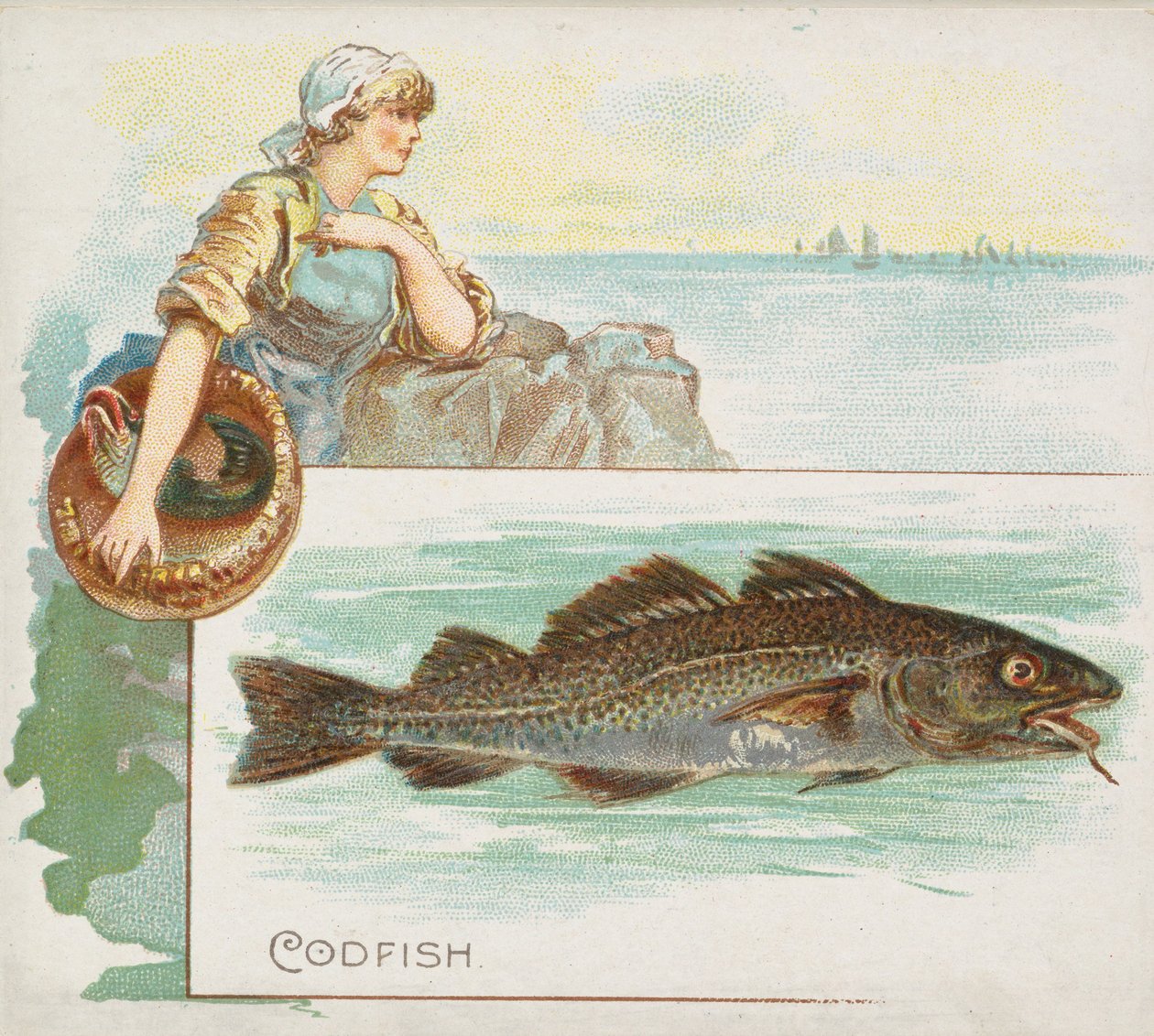Tőkehal, az American Waters N39-es sorozatából, Allen & Ginter cigarettákhoz, 1889. alkotó: Allen and Ginter