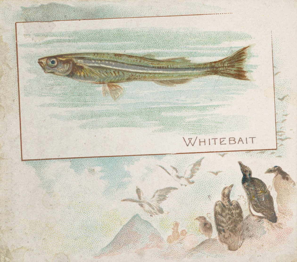 Whitebait, a Fish from American Waters N39 sorozatából, Allen & Ginter Cigarettes számára, 1889. alkotó: Allen and Ginter