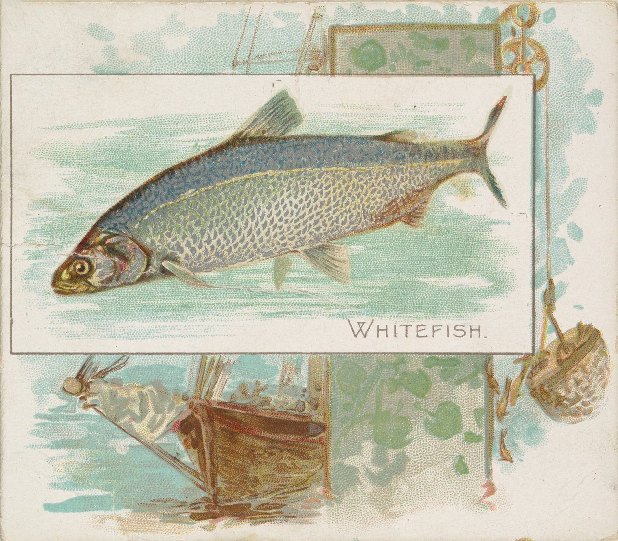 Whitefish, a Fish from American Waters N39 sorozatból, Allen & Ginter cigarettákhoz, 1889. alkotó: Allen and Ginter