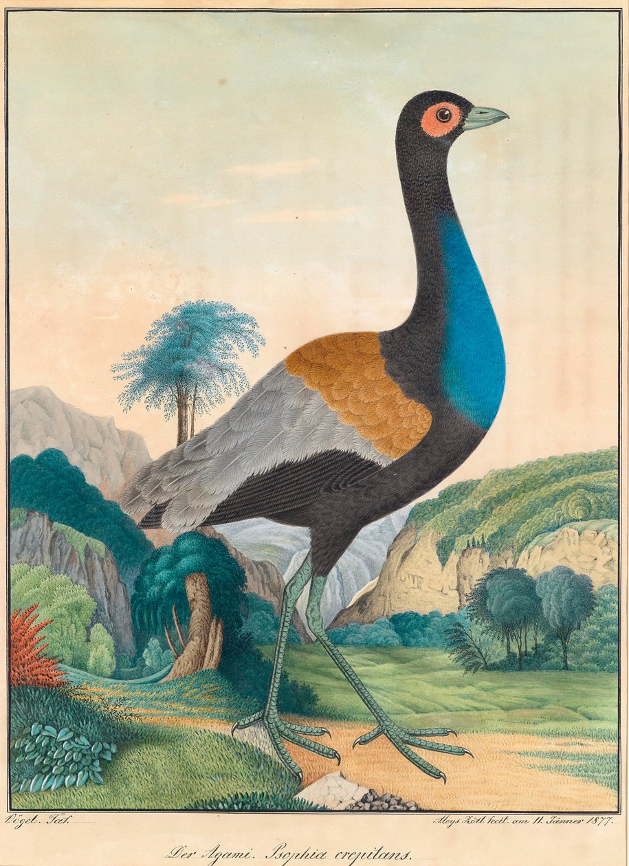 Az agami. Psophia crepitans. (Trombit Bird) buja zöld erdei tájban sziklákkal alkotó: Aloys Zötl