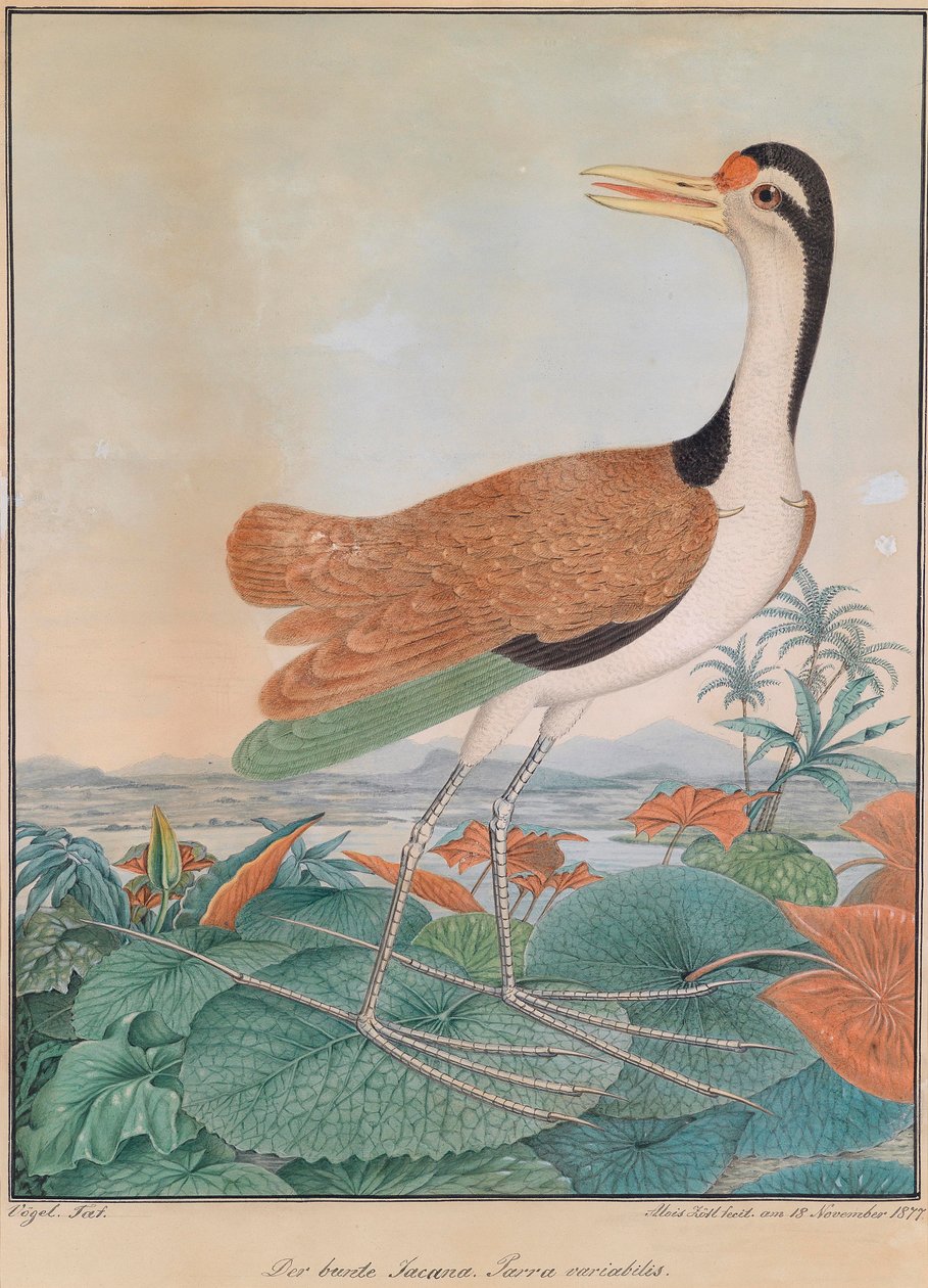 A színes jacana. Parra variabilis. (színes sarkantyús szárny), liliomleveleken sétálva, a háttérben hegyekben és tengerparton alkotó: Aloys Zötl