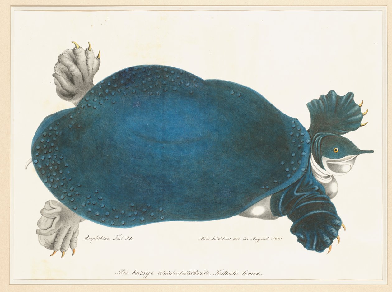 Amerikai Softshell Turtle vagy Trionyx, korábban Blue Turtle néven alkotó: Aloys Zötl
