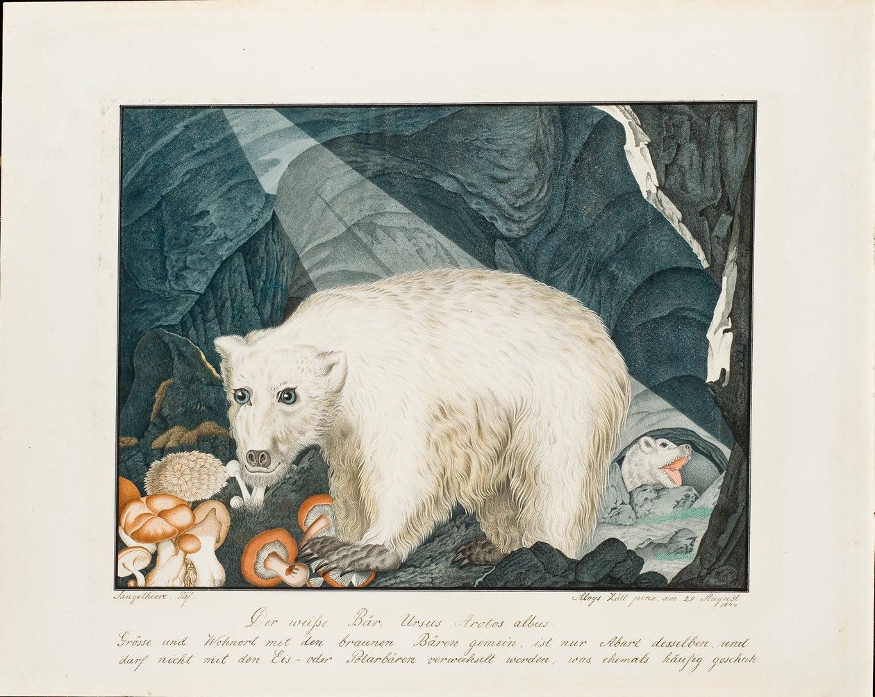 A fehér medve, 1844 alkotó: Aloys Zötl
