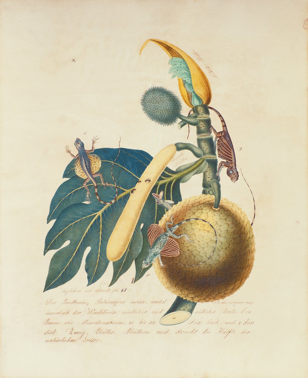 Der Broadbaum..., 1847 (wc papíron) alkotó: Aloys Zötl
