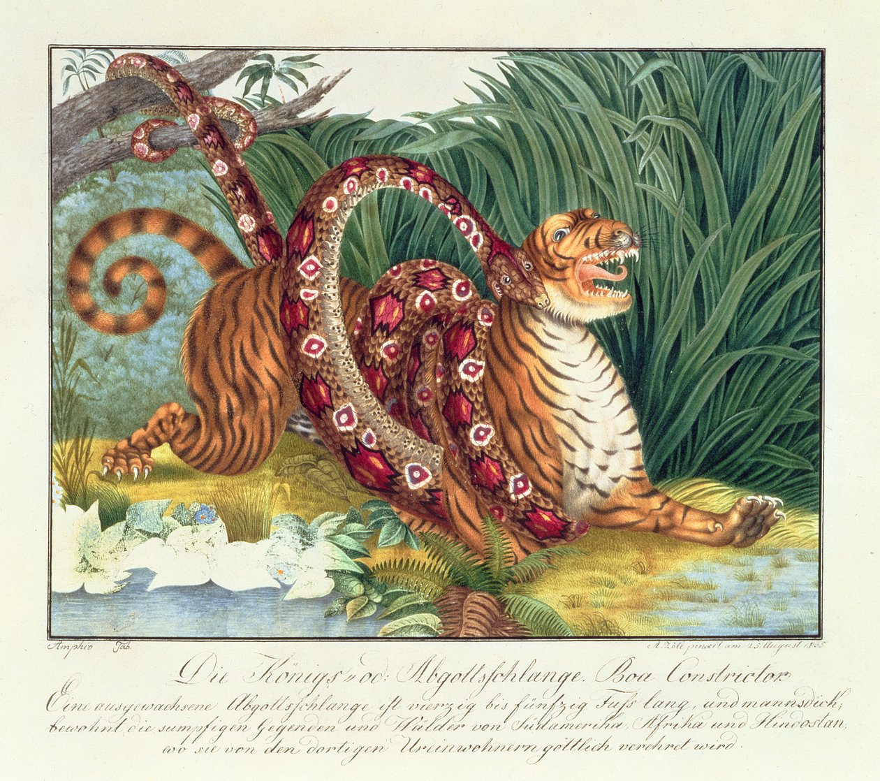 A Tigris és a Boa Constrictor, 1835 alkotó: Aloys Zötl
