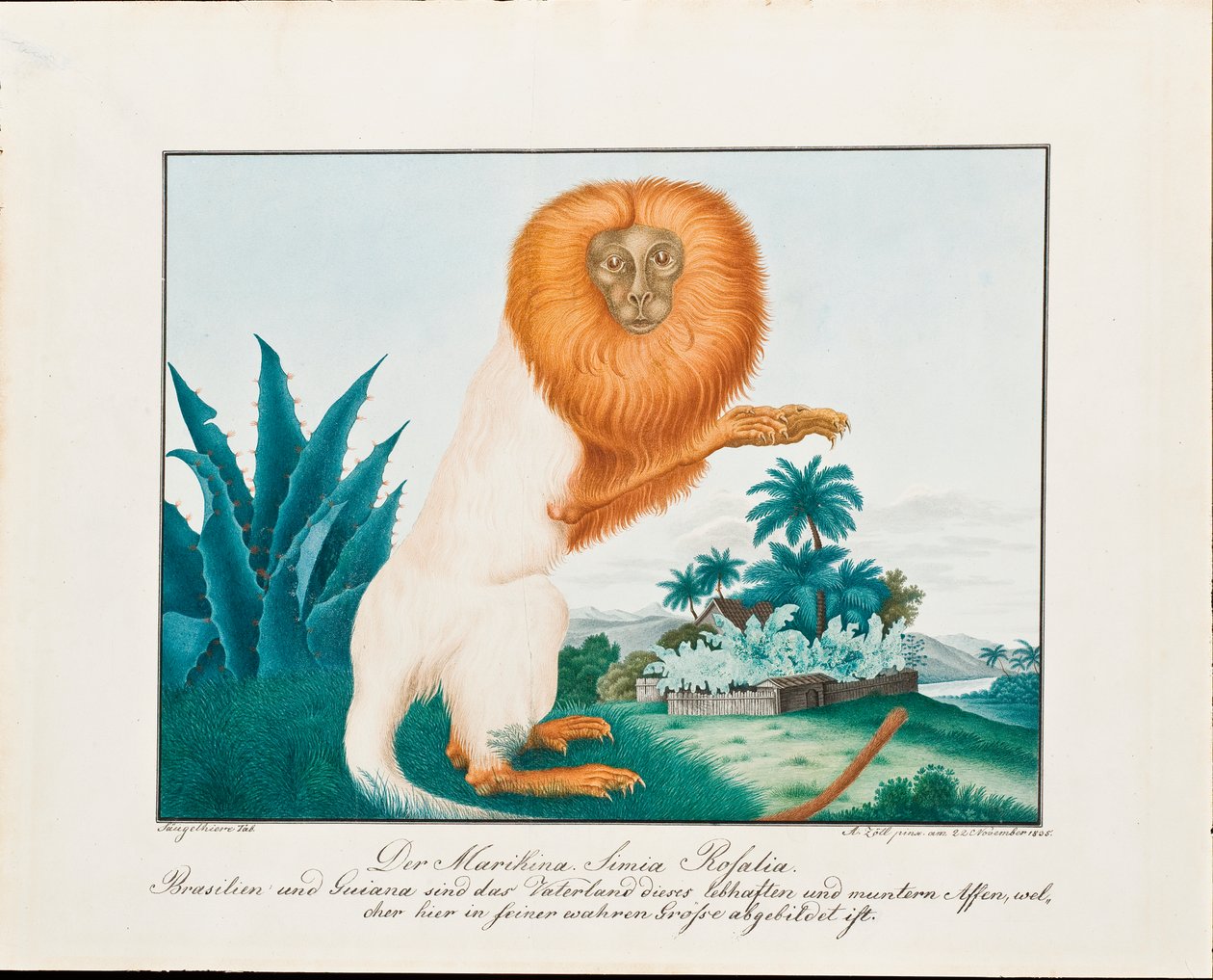 A fehér szaki, 1835 alkotó: Aloys Zötl